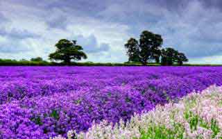 关于99tk图库的推广话术，我把常见套路拆开给你看：读完你会更清醒